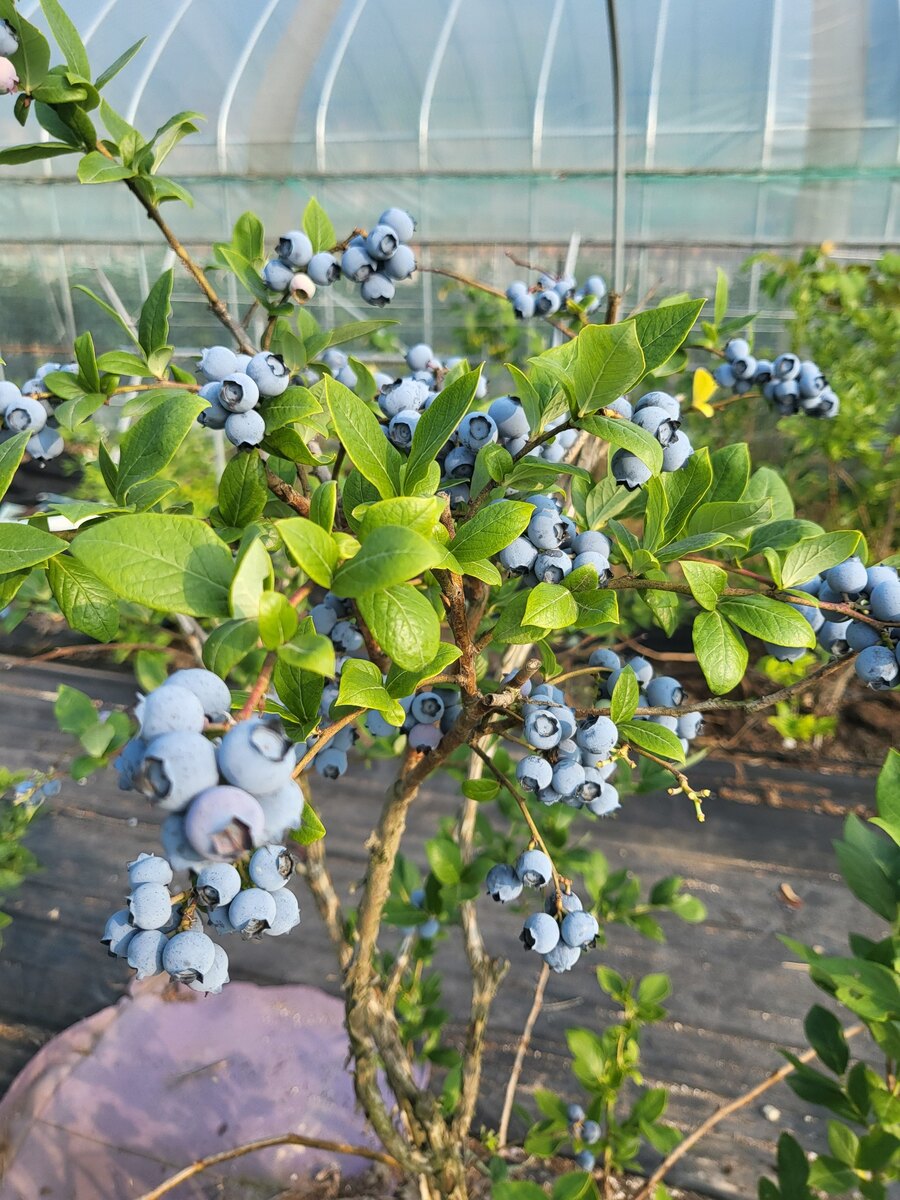 탐스럽게 익은 젤코바 캠핑장 블루베리